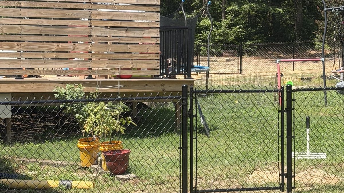 Black chain link fence with gate enclosing a residential yard
